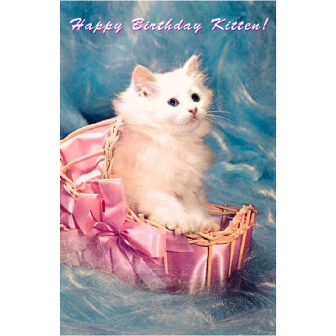 Happy Birthday Kitten Postcard – Stocklist